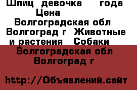 Шпиц- девочка 2,5 года › Цена ­ 15 000 - Волгоградская обл., Волгоград г. Животные и растения » Собаки   . Волгоградская обл.,Волгоград г.